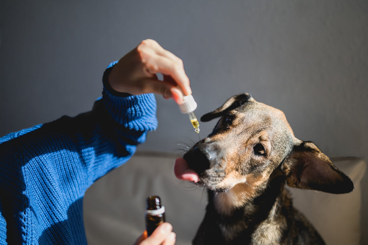 How to Use CBD Topicals for Dogs: A Complete Guide