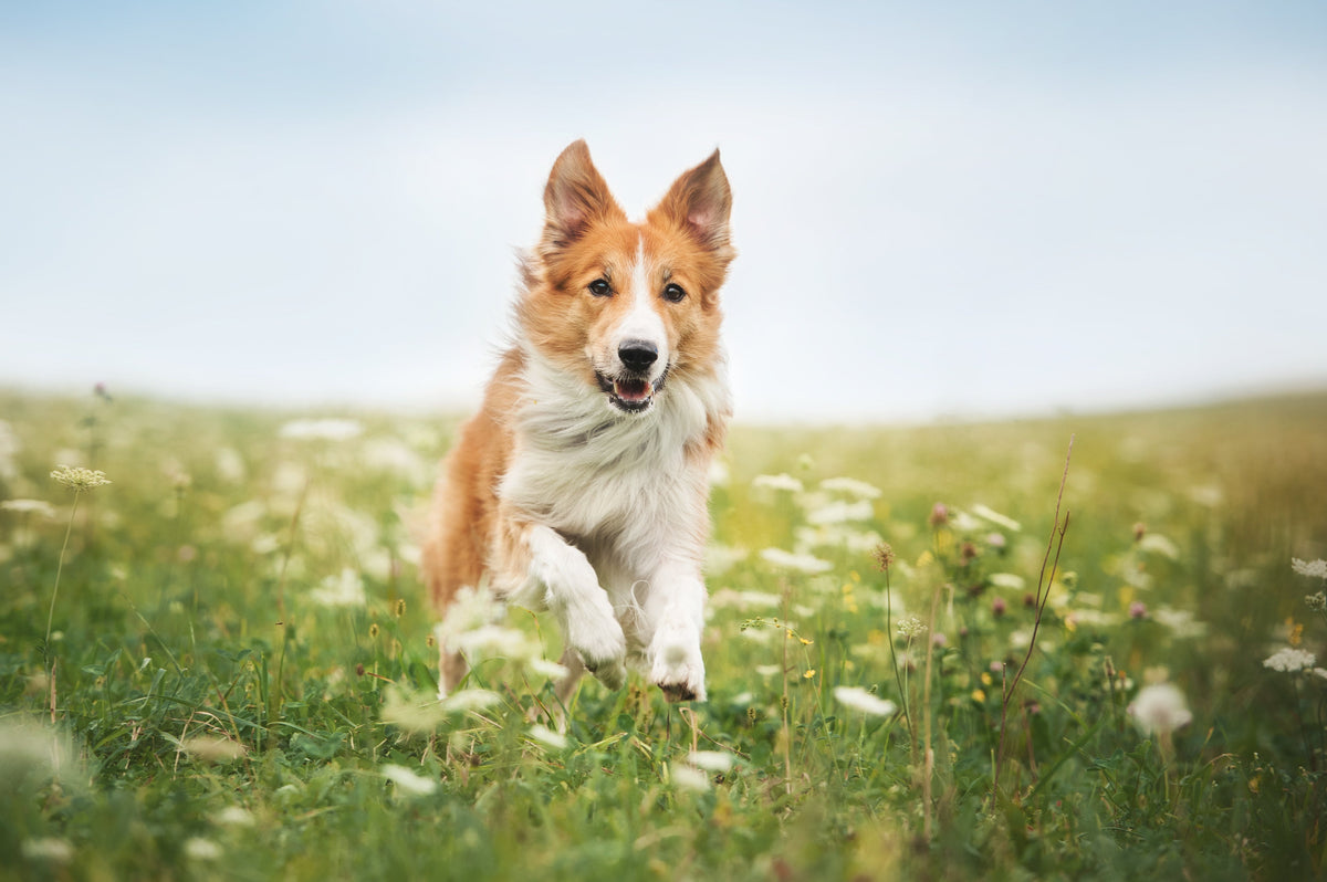 How Long Does CBD Stay in Your Dog’s System? Here’s What to Know