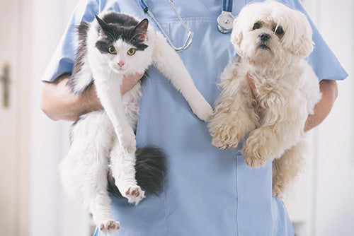 CBD and Your Veterinarian: What Pet Parents Should Know