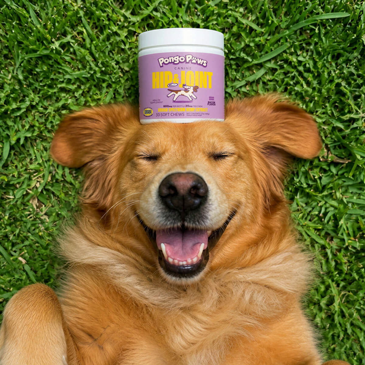 A golden retriever dog lies on green grass with a jar of Pongo Paws Hip & Joint supplement resting on its head. The jar has a white lid and a lavender label with yellow and white text.