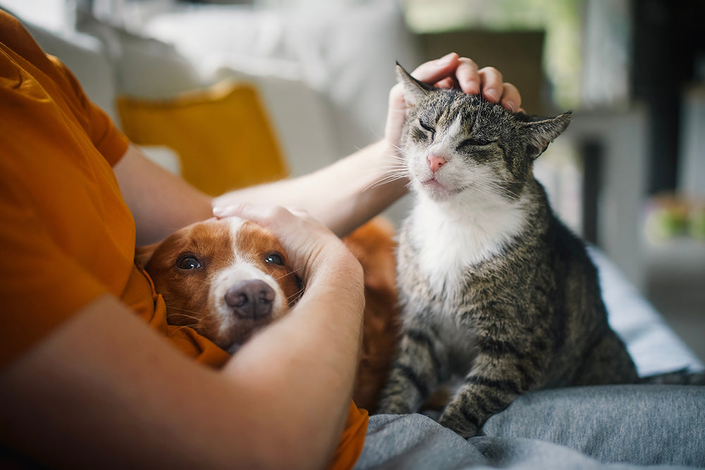 Person petting a dog and a cat on a couch